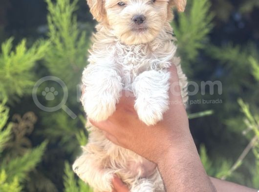 Minik Maltipoo Yavrum