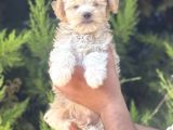 Minik Maltipoo Yavrum