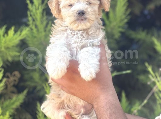 Minik Maltipoo Yavrum görsel