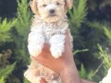 Minik Maltipoo Yavrum