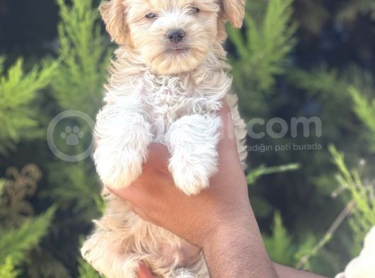 Minik Maltipoo Yavrum görsel