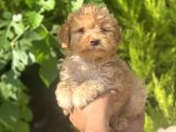 Küçük Maltipoo Yavrum