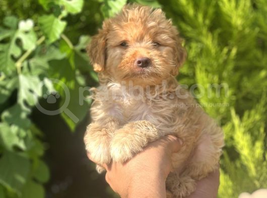 Küçük Maltipoo Yavrum görsel