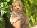 Küçük Maltipoo Yavrum