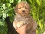 Küçük maltipoo yavrum