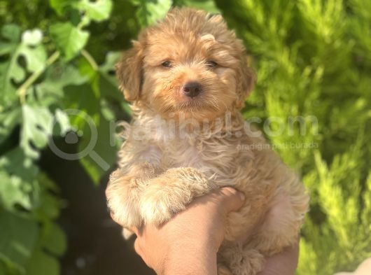 Küçük Maltipoo Yavrum