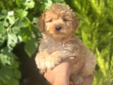 Küçük Maltipoo Yavrum