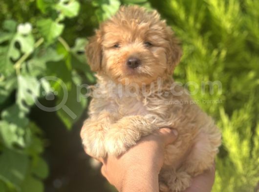 Küçük Maltipoo Yavrum görsel