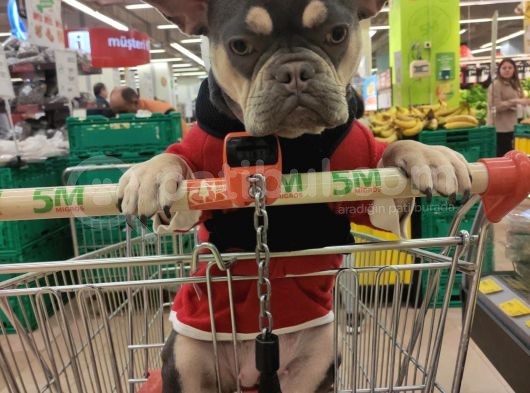 French Bulldog Tüm Renkler görsel