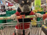 French Bulldog Tum Renkler