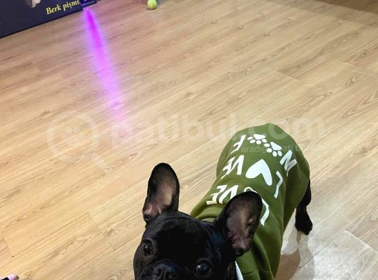 French Bulldog Tüm Renkler görsel