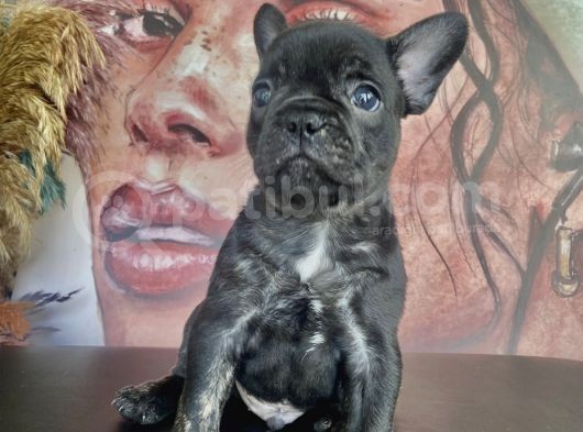 French Bulldog Tüm Renkler görsel