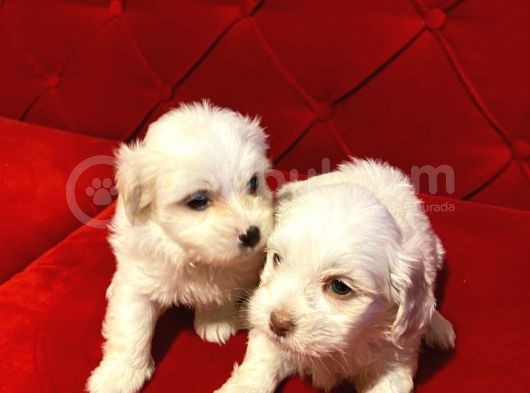 A Kalite Maltese Terrier Yavrularımız görsel