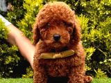 Safkan Toy Poodle Yavrularımız