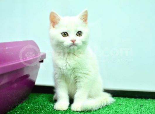 White British Shorthair
