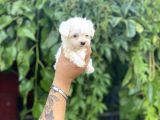 TEACUP BÜYÜMEYEN MALTESE TERRİER KORE KAN