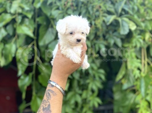Teacup Büyümeyen Maltese Terri̇er Kore Kan
