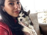 Husky Yavrular Sağlık Ve Irk Garantilidir