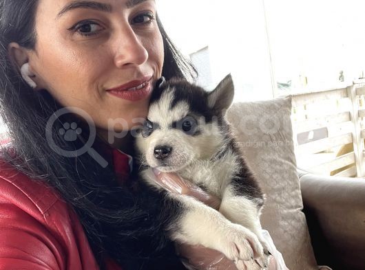 Husky Yavrular Sağlık Ve Irk Garantilidir görsel