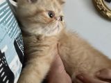 Egzotic Shorthair Yavrulatım Sağlık Ve Irk Garantili