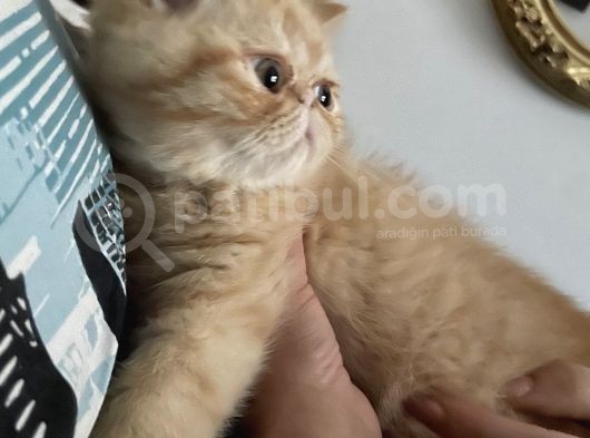 Egzotic Shorthair Yavrulatım Sağlık Ve Irk Garantili görsel