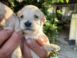 Maltipoo Yavrularım Sağlık Ve Irk Garantilid