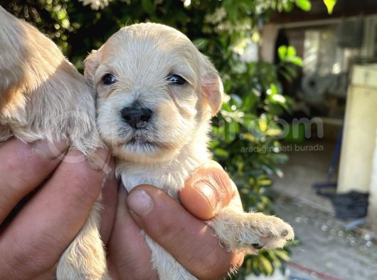 Maltipoo Yavrularım Sağlık Ve Irk Garantilid görsel