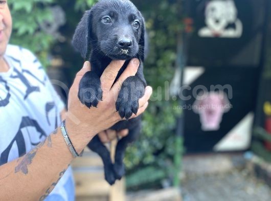 Black Labrador Yavrularim Tesli̇me Hazir