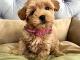 RED RENGİNDE  A KALİTE MALTİPOO YAVRULARI