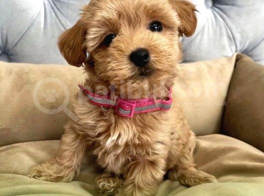 Red Rengi̇nde  A Kali̇te Malti̇poo Yavrulari