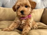 Red Rengi̇nde  A Kali̇te Malti̇poo Yavrulari