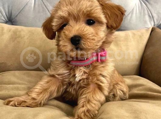 Red Rengi̇nde  A Kali̇te Malti̇poo Yavrulari görsel