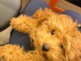 9 Aykık Erkek Orjinal Garantili Toy Poodle