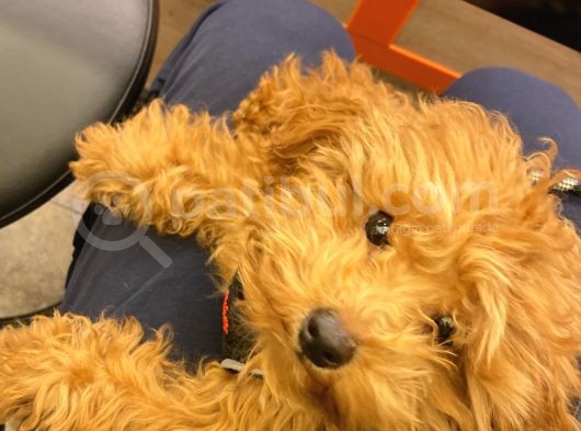 9 Aykık Erkek Orjinal Garantili Toy Poodle görsel