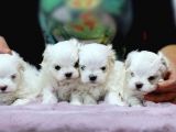 TEACUP kore kan maltese terrier yavrjları