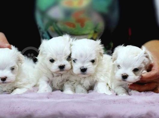 Teacup Kore Kan Maltese Terrier Yavrjları
