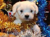 Maltese Terrier Yavrularım Sağlık Ve Irk Garantilidir