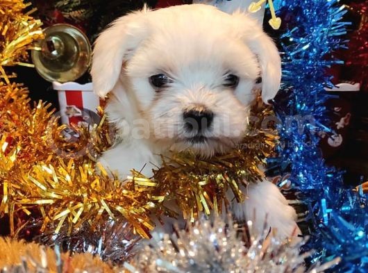 Maltese Terrier Yavrularım Sağlık Ve Irk Garantilidir görsel