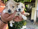 Maltipoo yavrularım sağlık ve ırk garantilid