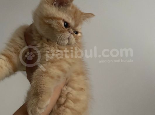 Egzotic Shorthair Yavrulatım Sağlık Ve Irk Garantili görsel