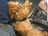9 Aykık Erkek Orjinal Garantili Toy Poodle