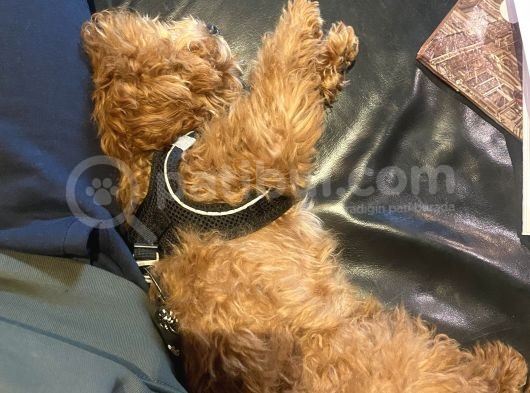 9 Aykık Erkek Orjinal Garantili Toy Poodle görsel