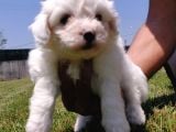 Maltese Terrier Beyaz Safkan