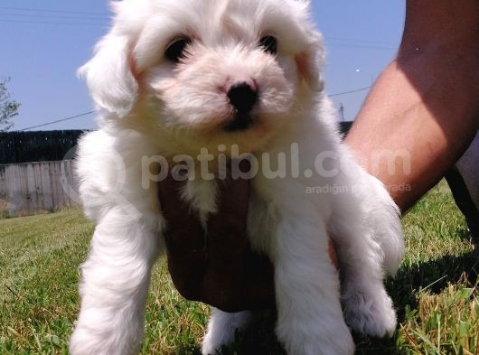 Maltese Terrier Beyaz Safkan görsel