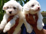 Maltese Terrier Beyaz Safkan