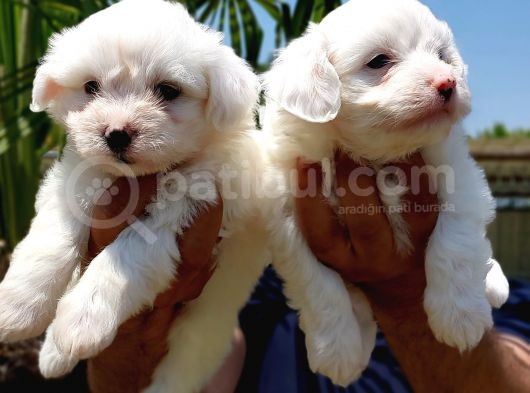 Maltese Terrier Beyaz Safkan görsel