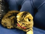 Bu Fiyata Bu Güzellik Başka Yerde Yok Black Golden Tabby Prenses