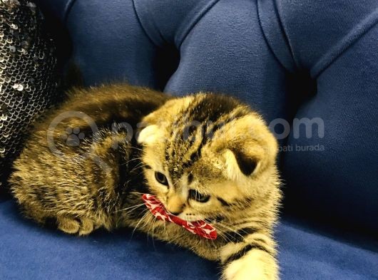 Bu Fiyata Bu Güzellik Başka Yerde Yok Black Golden Tabby Prenses görsel