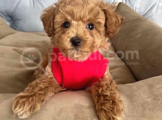 Kali̇teni̇n Tek Adresi̇nden Malti̇poo Yavrulari görsel