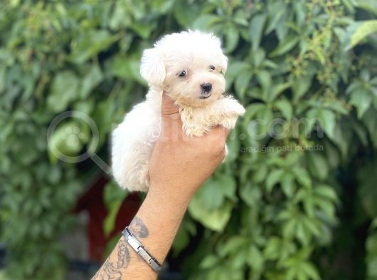 Teacup Büyümeyen Maltese Terri̇er Kore Kan görsel